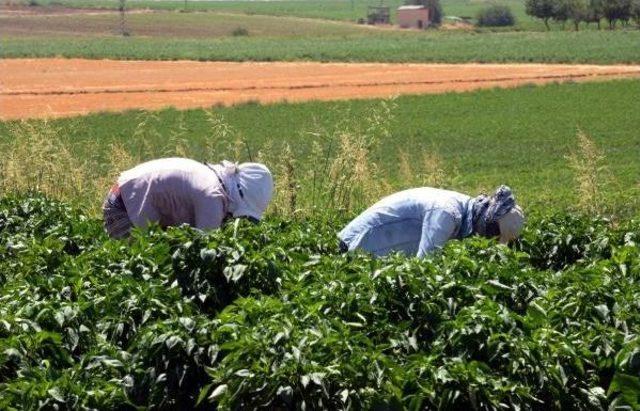 Bismil Belediyesi'nden 'toprak Reformu' Gibi Uygulama