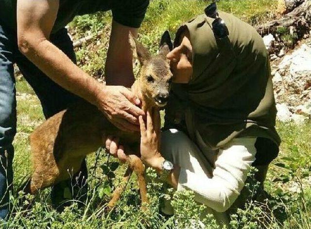 Ormanda Bitkin Bulunan Yavru Karaca Beslenip Bırakıldı