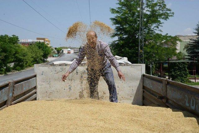 Tahıl Ambarı Polatlı’da Zarar Eden Çiftçiler Tzob’a İsyan Etti