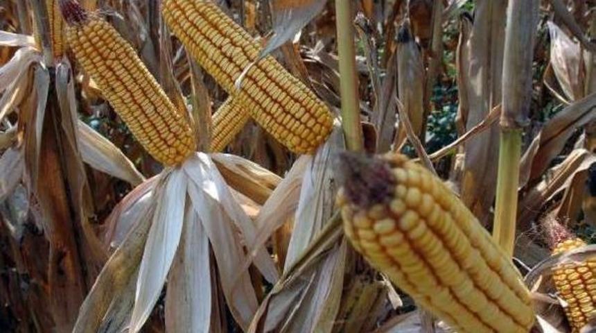 Sıcağın Etkisi Ile Adana'da Mısır Hasadı Erken Başlıyor