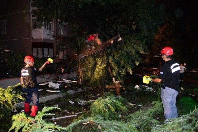 Kadıköy'de Yüzlerce Ağaç Devrildi