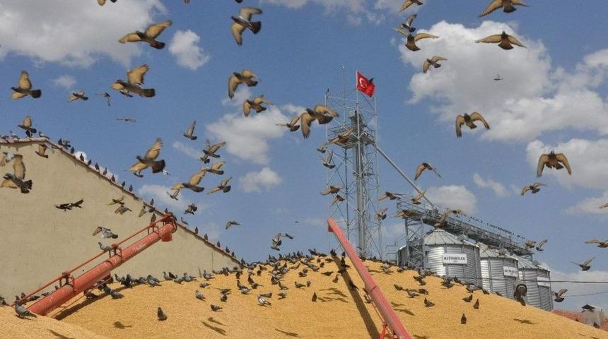 Binlerce G&uuml;vercin Akın Etti