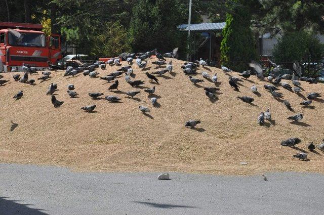 Binlerce Güvercin Akın Etti