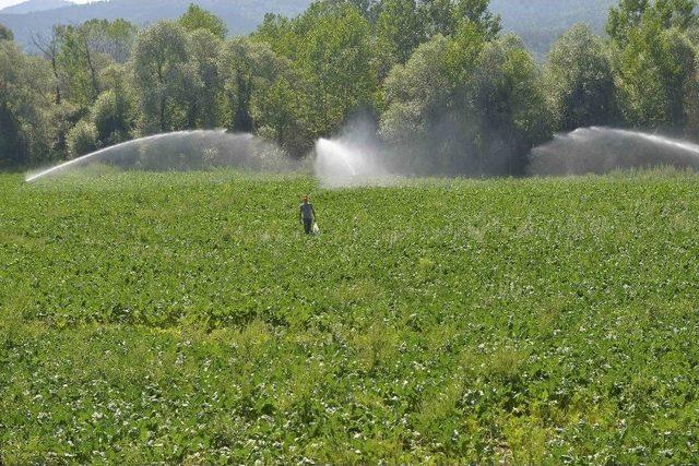 Daday’da 31 Bin 440 Dekar Alan, Sulamaya Açıldı