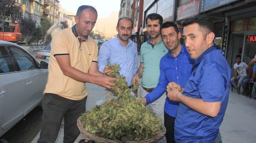 Hakkari&rsquo;de &lsquo;yeşil Fındık&rsquo; Satışı