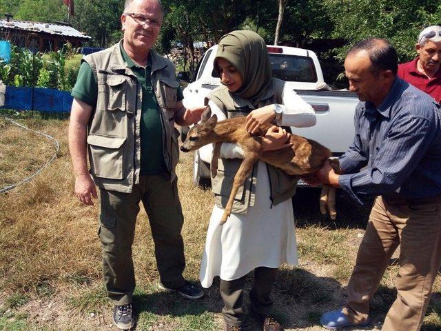 Bitkin Halde Bulunan Yavru Karacayı Besleyip Ormana Bıraktılar