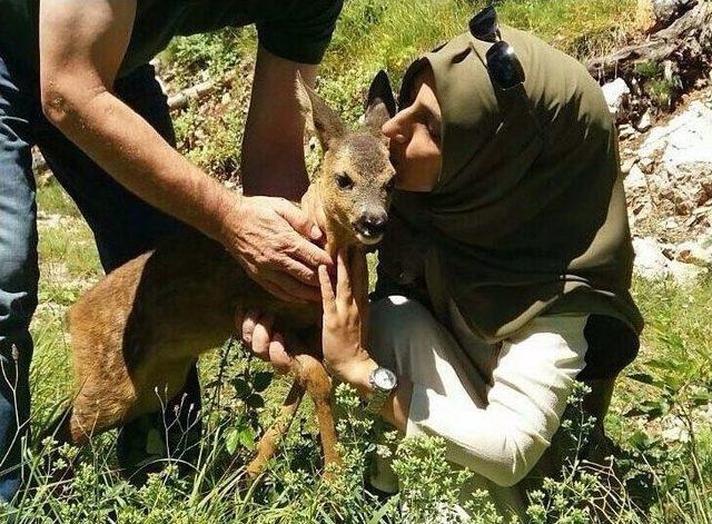 Bitkin Halde Bulunan Yavru Karacayı Besleyip Ormana Bıraktılar