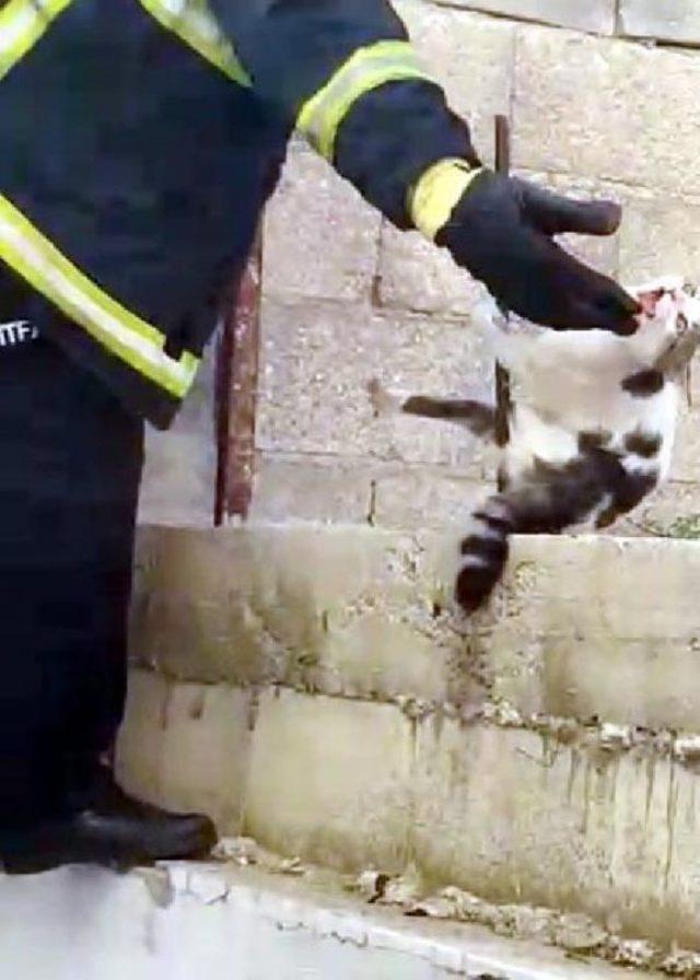 Çatıdan Atlayan Kedi, Demire Saplandı