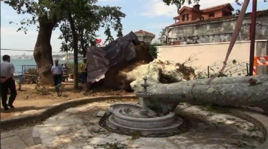 Çengelköy'de Fırtınada Devrilen 176 Yaşındaki Çınara Yaşam Desteği