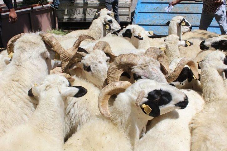 Göçü Engellemek İçin 63 Koyun Dağıtıldı G2