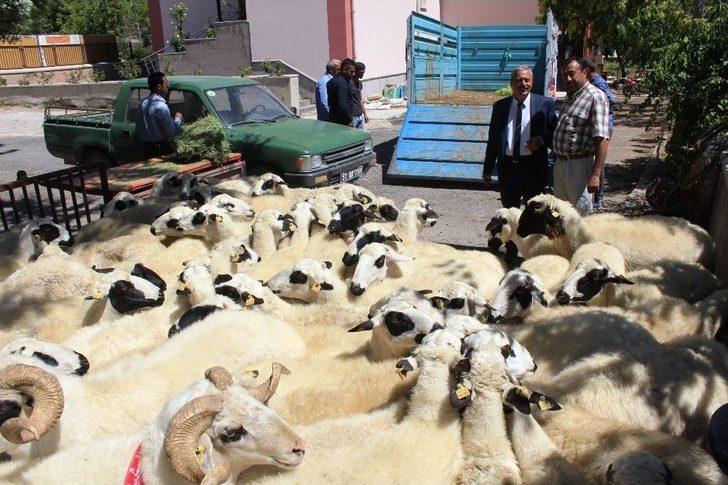 Göçü Engellemek İçin 63 Koyun Dağıtıldı G3