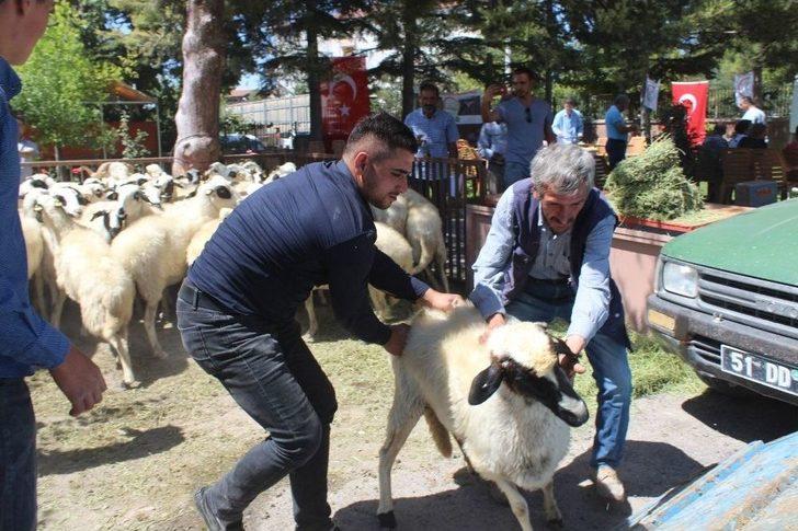 Göçü Engellemek İçin 63 Koyun Dağıtıldı G5