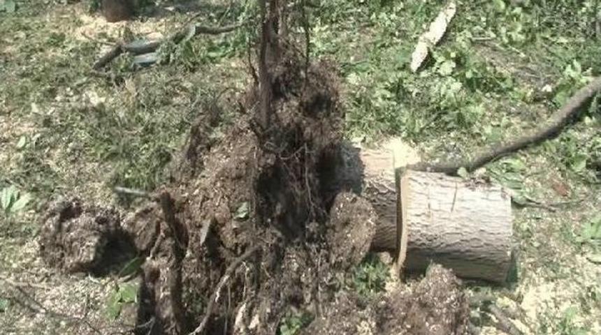 Kadık&ouml;y'de Parkta Bulunan Ağa&ccedil;lar Devrildi &nbsp;