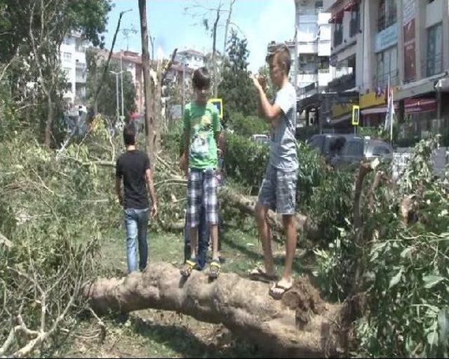 Kadıköy'de Parkta Bulunan Ağaçlar Devrildi  