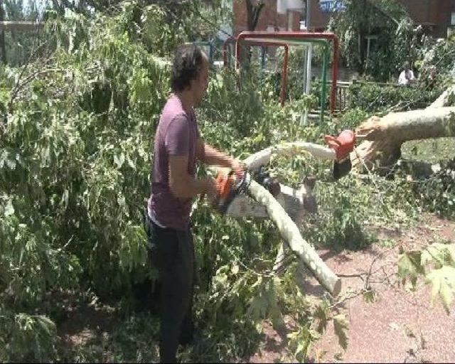 Kadıköy'de Parkta Bulunan Ağaçlar Devrildi  