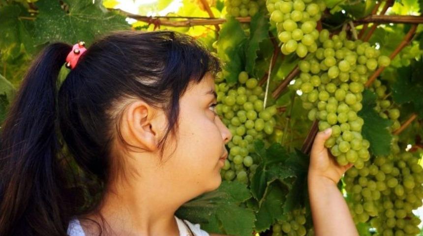 Rusya Pazarı A&ccedil;ıldı, &Uuml;z&uuml;m &Uuml;reticisi Umutlandı