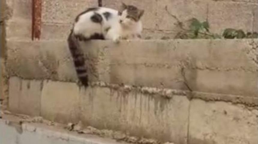 Çatıdan Atlayan Kedi İnşaat Demirine Saplandı