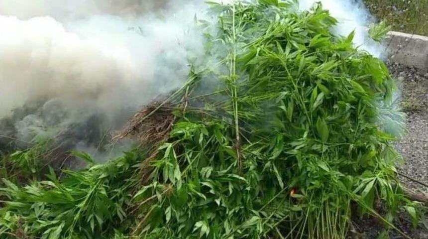 Jandarmadan Kenevir Operasyonu