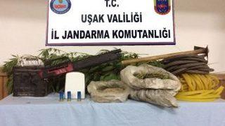 Devlet Arazisinde Hint Keneviri Ekmişler