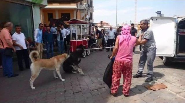 Taksim Meydanı'nda Gündem Bu Köpek