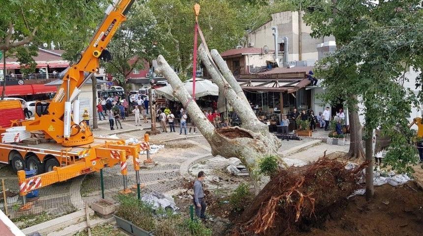 &Ccedil;engelk&ouml;y&rsquo;de Fırtınada Devrilen Asırlık &Ccedil;ınar Tekrar Yerine Dikildi