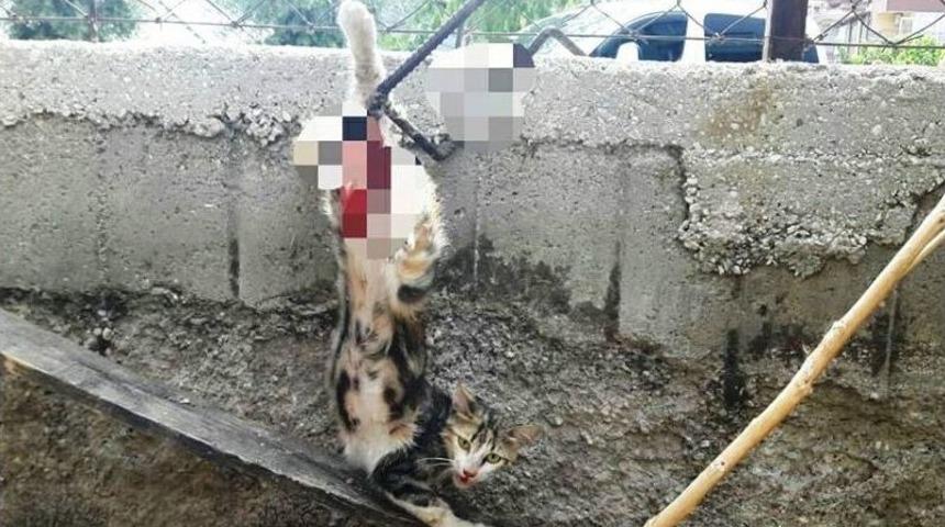 İtfaiyeden Kedi Ve Tilki Operasyonu