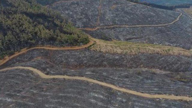 İzmir'deki Yangında, Ekipler Hem Alevlerle, Hem De Rüzgarla Mücadele Ediyor