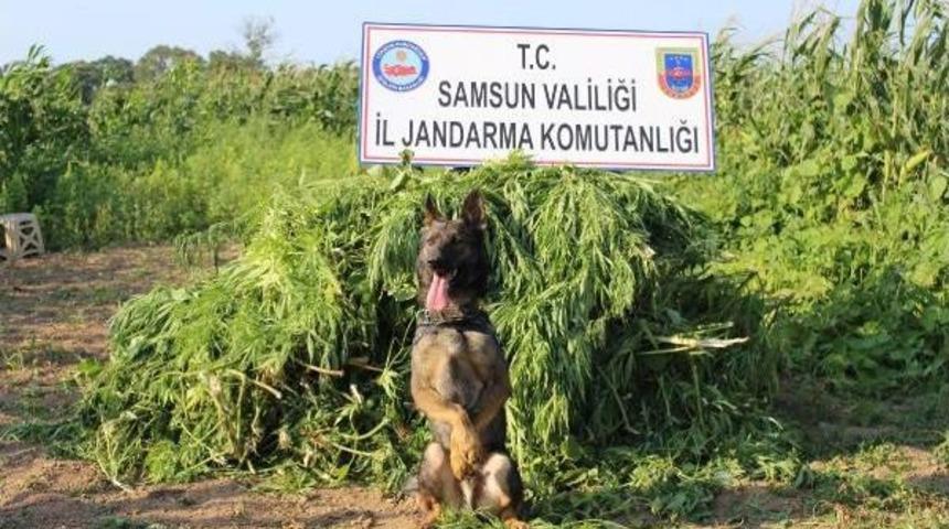 Bafra'da Uyuşturucu Operasyonu