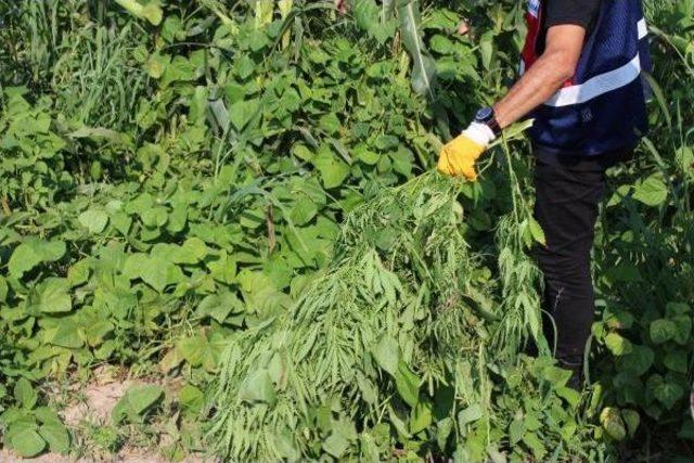 Bafra'da Uyuşturucu Operasyonu