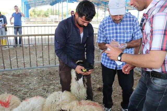 Erzincan’da Genç Çiftçiler Koyunlarına Kavuştu