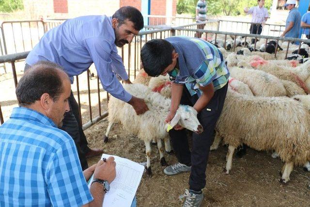 Erzincan’da Genç Çiftçiler Koyunlarına Kavuştu