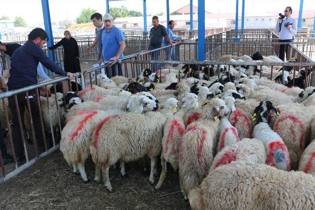 Erzincan’da Genç Çiftçiler Koyunlarına Kavuştu