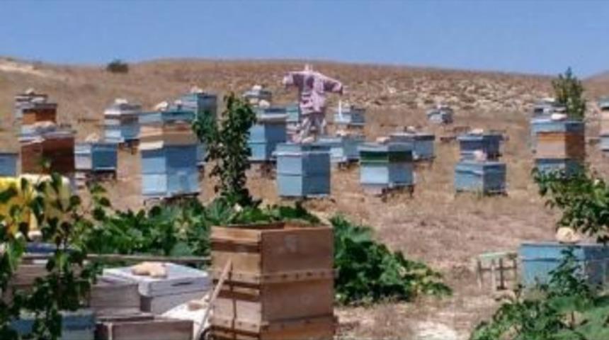 Arıcılar Bal &Uuml;retiminden Memnun