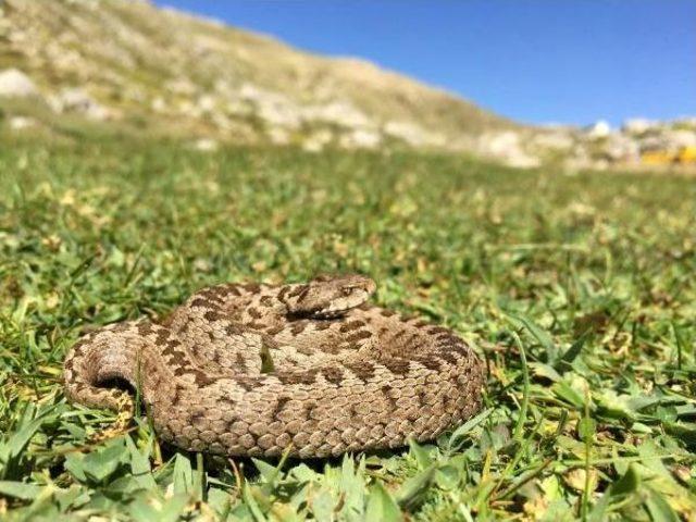 Geyik Dağları'nda Yeni Engerek Türü Keşfedildi