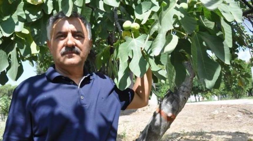 İncir &Uuml;reticisi Iyi Bir Yıl Bekliyor