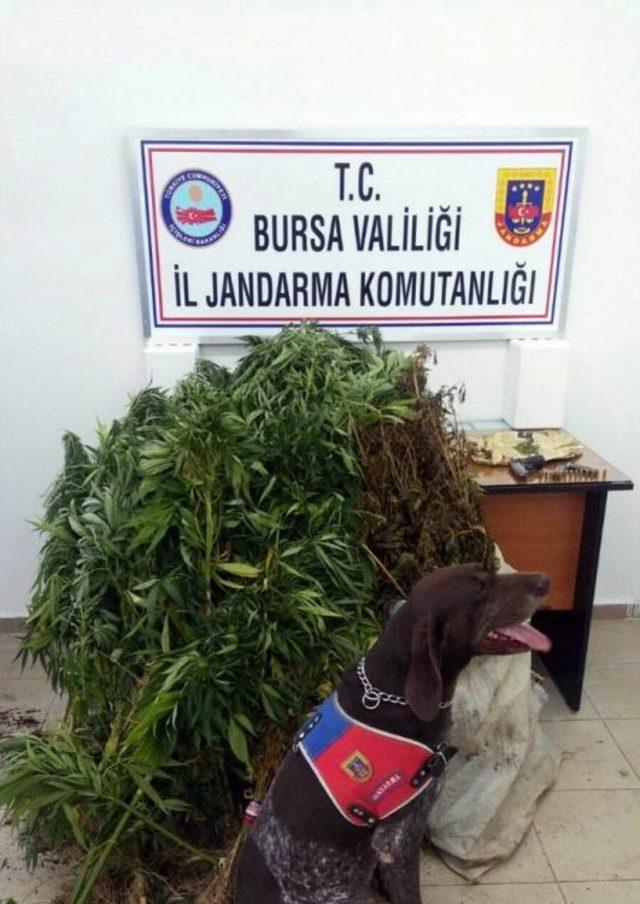 Uyuşturucu Yetiştiricisine Drone Ve Köpekli Operasyon