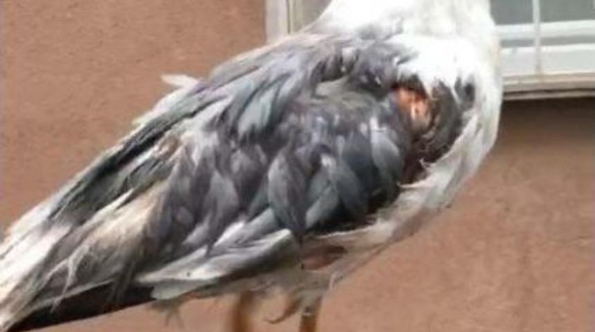 (&ouml;zel Haber) Doludan Yaralanan Martıları Vatandaşlar Veterinere Getirdi