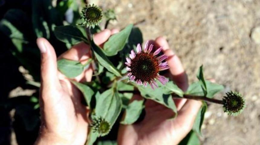 Van'da Tarımda Alternatif Ürünler