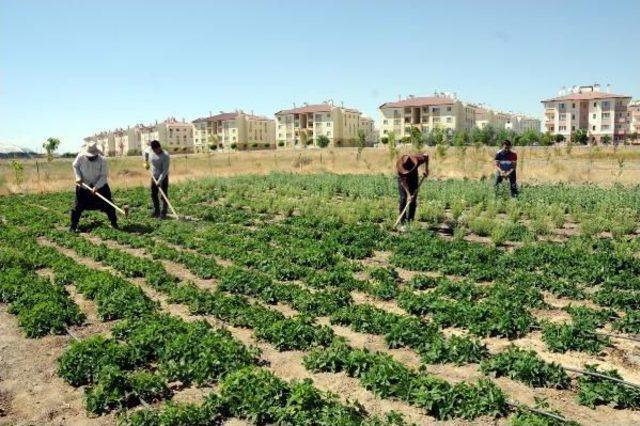 Van'da Tarımda Alternatif Ürünler