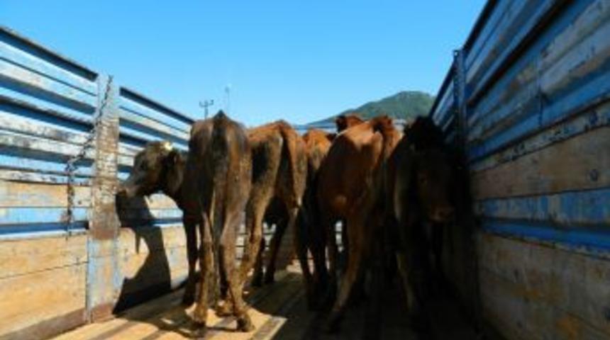 Posof&rsquo;ta Gen&ccedil; &Ccedil;ift&ccedil;ilere D&uuml;ve