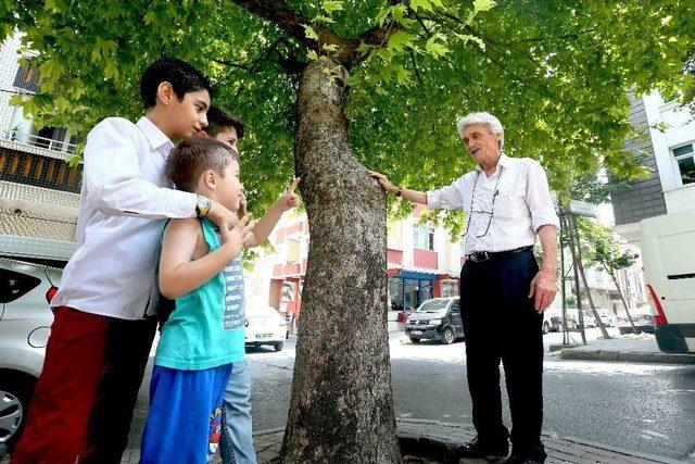 Gençliğinde Diktiği Çınarların Gölgesinde Emekliliğini Yaşıyor