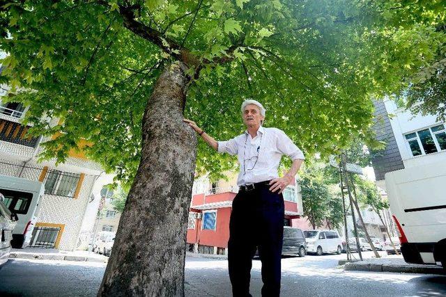 Gençliğinde Diktiği Çınarların Gölgesinde Emekliliğini Yaşıyor