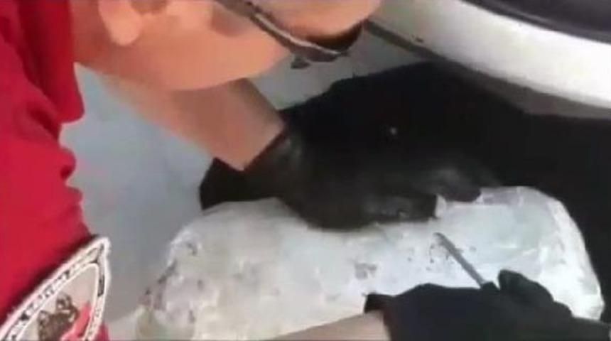 Milas'ta 4 Kilo Esrar Ve 1 Tabanca Ele Ge&ccedil;irildi