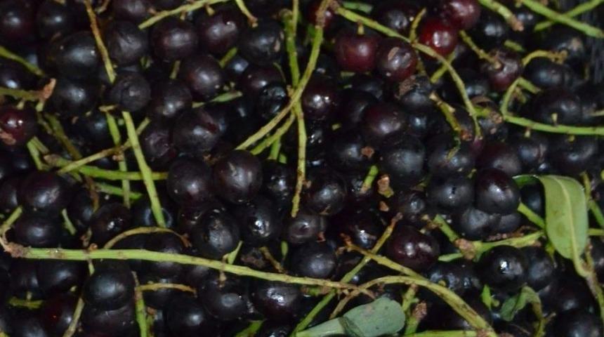 Karayemiş&rsquo;de &rsquo;siyan&uuml;r&rsquo; Uyarısı