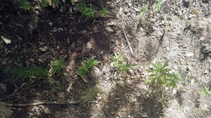 Karaman&rsquo;da Jandarmanın Kenevir Operasyonları Devam Ediyor