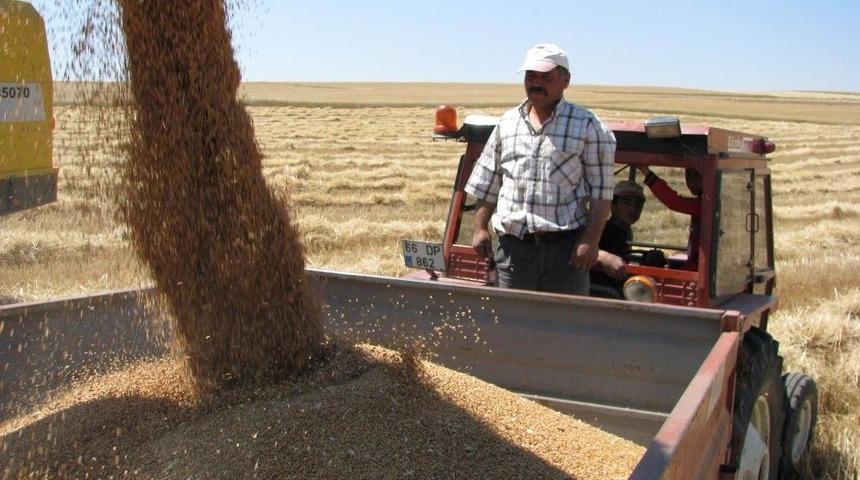 Sorgun&rsquo;da Hububat Hasadı Başladı