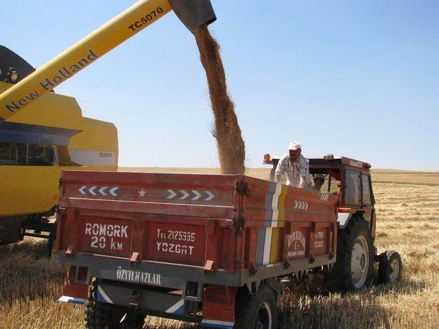 Sorgun’da Hububat Hasadı Başladı