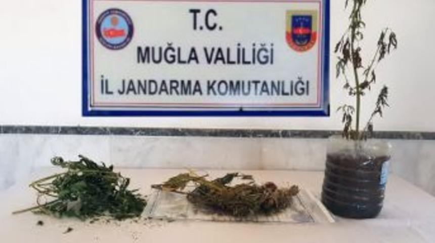 Menteşe&rsquo;de Esrar Yakalandı