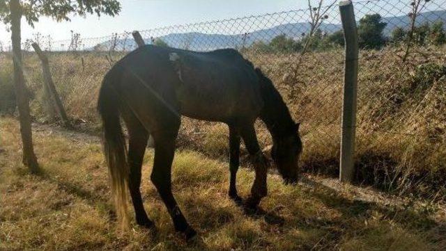 Çanakkale'de Yaralı Ata Belediye Sahip Çıktı