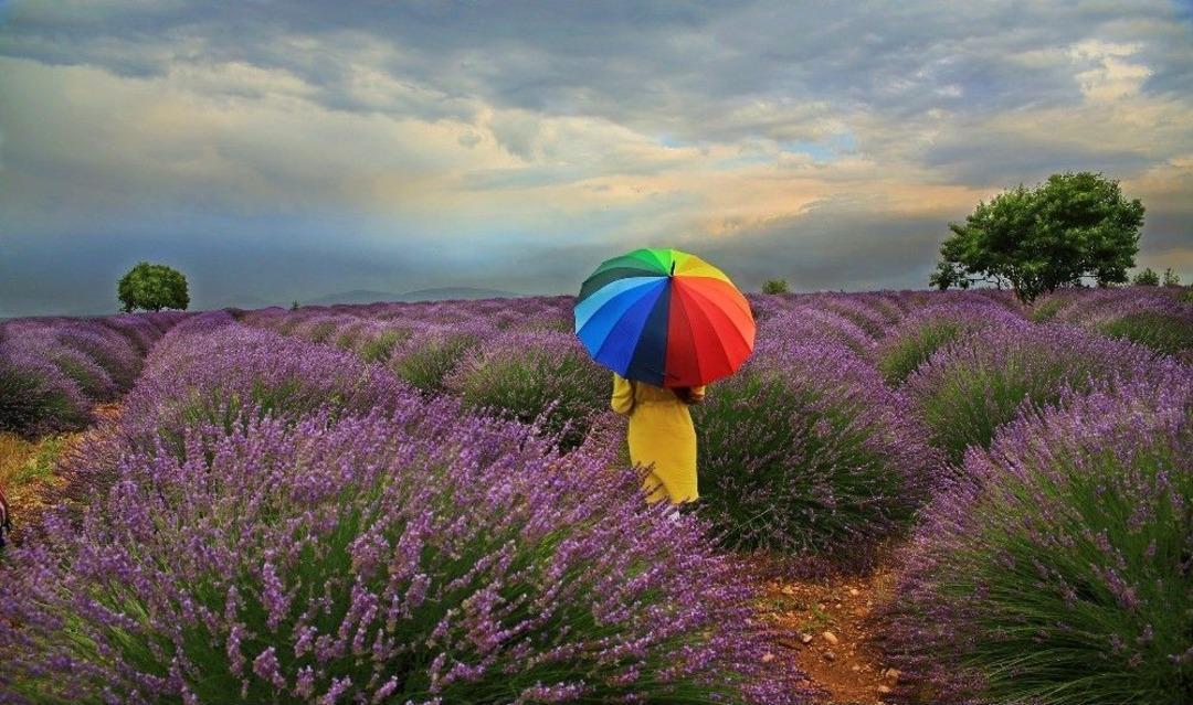 Lavanta Turizminde 80 Bin Ziyaret&ccedil;i